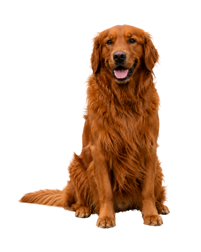 Red Goldens