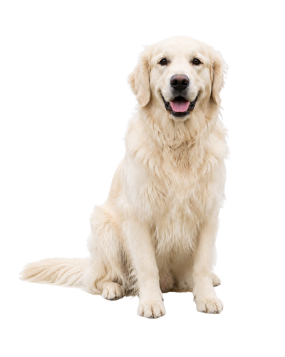 Cream Goldens