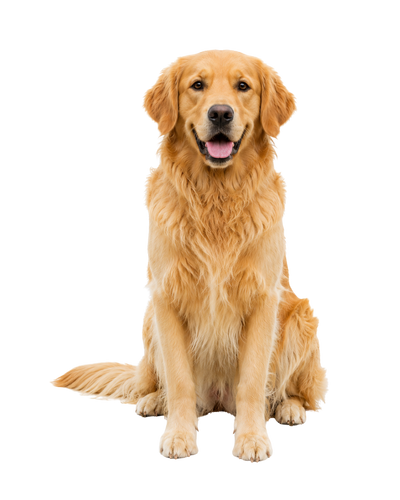 Classic Goldens