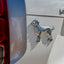 Golden Retriever Car Decal